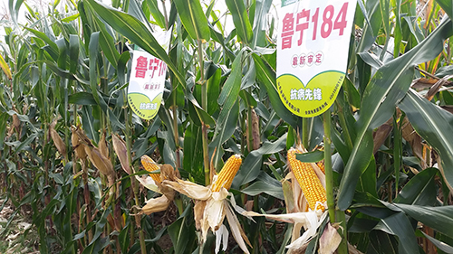 鿴ϸϢ⣺Ħ Ķ3591