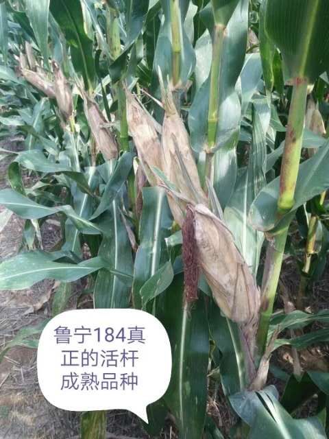 鿴ϸϢ⣺³184˳ Ķ2737