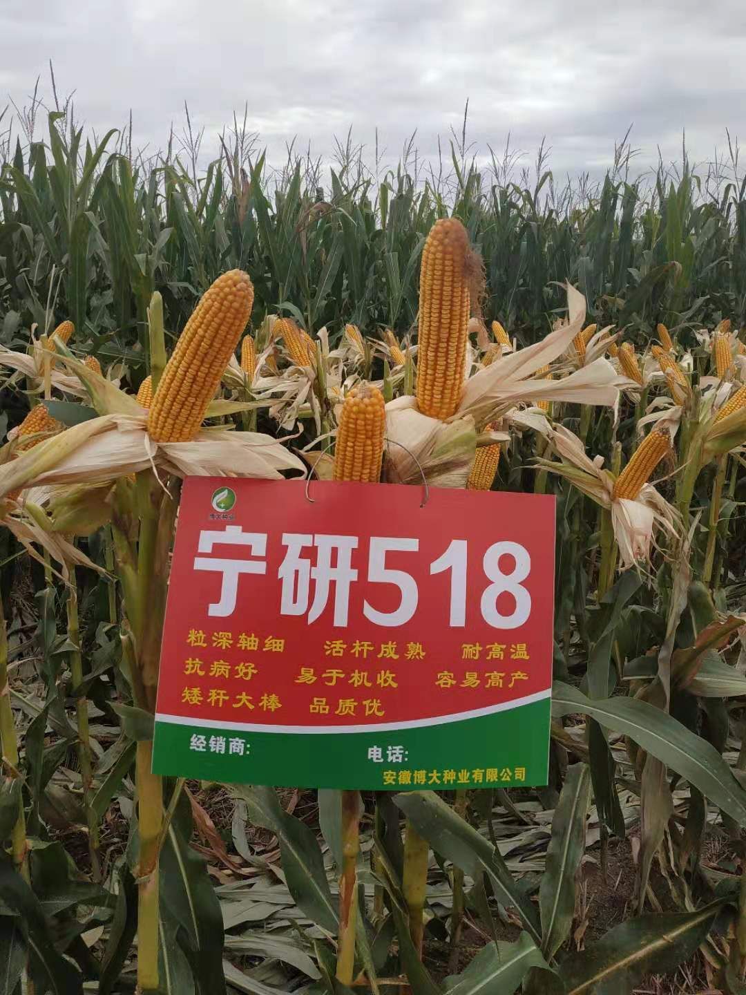 鿴ϸϢ⣺518 Ķ2198