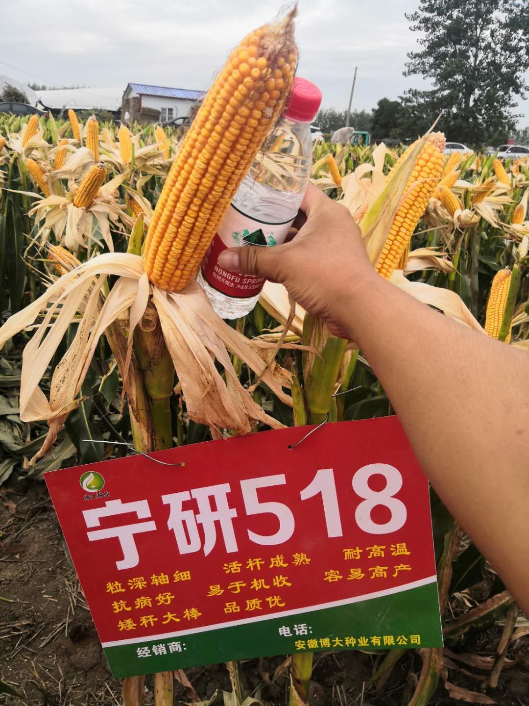 鿴ϸϢ⣺518 Ķ2512