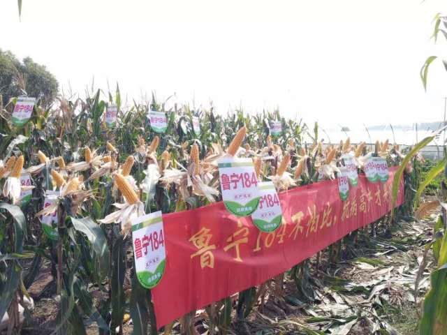 鿴ϸϢ⣺³184 Ķ2453