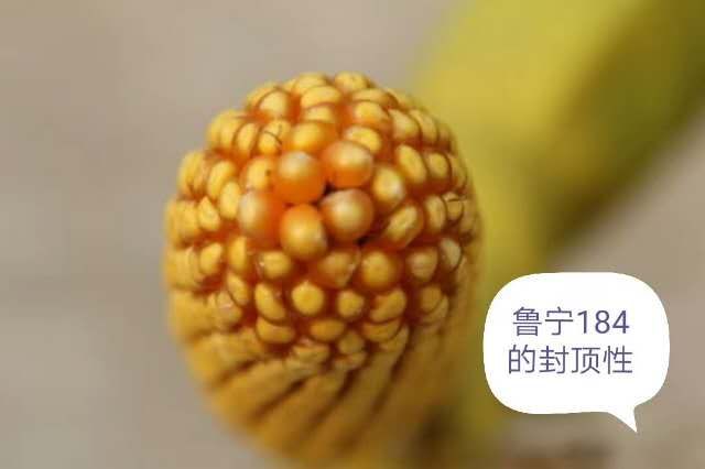鿴ϸϢ⣺³184ⶥ Ķ2261